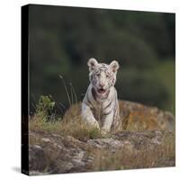 White Bengal Tiger Cub on Rocks-DLILLC-Stretched Canvas