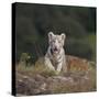 White Bengal Tiger Cub on Rocks-DLILLC-Stretched Canvas