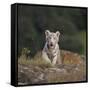 White Bengal Tiger Cub on Rocks-DLILLC-Framed Stretched Canvas