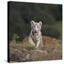 White Bengal Tiger Cub on Rocks-DLILLC-Stretched Canvas