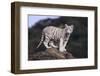 White Bengal Tiger Cub on Rocks-DLILLC-Framed Photographic Print