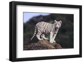 White Bengal Tiger Cub on Rocks-DLILLC-Framed Photographic Print