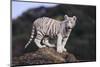 White Bengal Tiger Cub on Rocks-DLILLC-Mounted Photographic Print