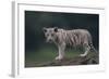 White Bengal Tiger Cub on Rocks-DLILLC-Framed Photographic Print