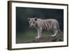 White Bengal Tiger Cub on Rocks-DLILLC-Framed Photographic Print