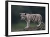 White Bengal Tiger Cub on Rocks-DLILLC-Framed Photographic Print