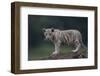 White Bengal Tiger Cub on Rocks-DLILLC-Framed Photographic Print