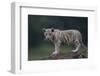 White Bengal Tiger Cub on Rocks-DLILLC-Framed Photographic Print