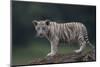 White Bengal Tiger Cub on Rocks-DLILLC-Mounted Photographic Print