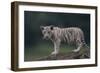 White Bengal Tiger Cub on Rocks-DLILLC-Framed Photographic Print