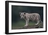 White Bengal Tiger Cub on Rocks-DLILLC-Framed Photographic Print