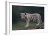 White Bengal Tiger Cub on Rocks-DLILLC-Framed Photographic Print