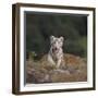 White Bengal Tiger Cub on Rocks-DLILLC-Framed Photographic Print