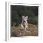 White Bengal Tiger Cub on Rocks-DLILLC-Framed Photographic Print