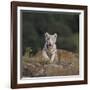 White Bengal Tiger Cub on Rocks-DLILLC-Framed Photographic Print