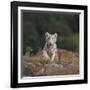 White Bengal Tiger Cub on Rocks-DLILLC-Framed Photographic Print