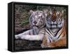White Bengal Tigers-Lynn M^ Stone-Framed Stretched Canvas