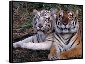 White Bengal Tigers-Lynn M^ Stone-Framed Stretched Canvas