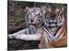 White Bengal Tigers-Lynn M^ Stone-Stretched Canvas