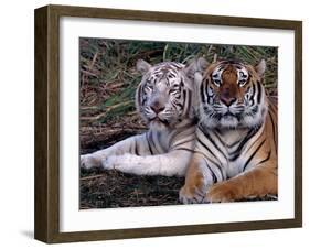 White Bengal Tigers-Lynn M^ Stone-Framed Premium Photographic Print