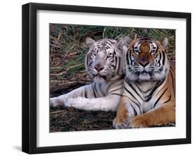 White Bengal Tigers-Lynn M^ Stone-Framed Premium Photographic Print