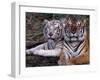 White Bengal Tigers-Lynn M^ Stone-Framed Premium Photographic Print