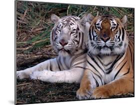 White Bengal Tigers-Lynn M^ Stone-Mounted Premium Photographic Print