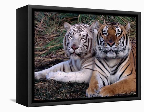 White Bengal Tigers-Lynn M^ Stone-Framed Stretched Canvas