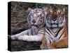 White Bengal Tigers-Lynn M^ Stone-Stretched Canvas