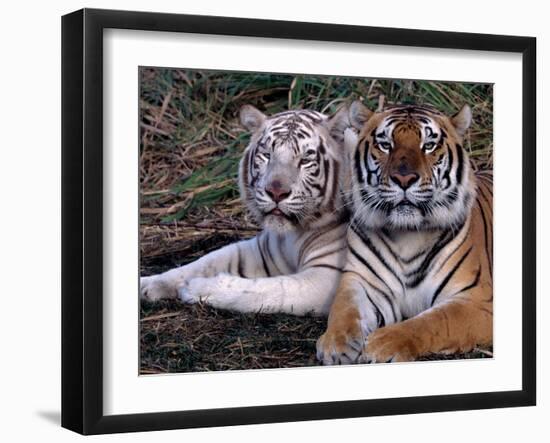 White Bengal Tigers-Lynn M^ Stone-Framed Photographic Print