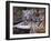 White Bengal Tigers-Lynn M^ Stone-Framed Photographic Print