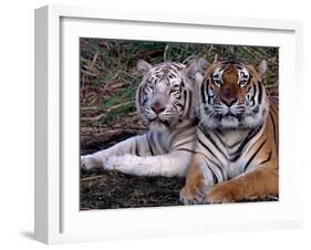 White Bengal Tigers-Lynn M^ Stone-Framed Photographic Print