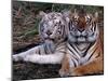White Bengal Tigers-Lynn M^ Stone-Mounted Photographic Print