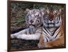 White Bengal Tigers-Lynn M^ Stone-Framed Photographic Print