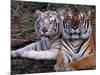 White Bengal Tigers-Lynn M^ Stone-Mounted Photographic Print