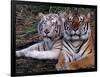 White Bengal Tigers-Lynn M^ Stone-Framed Photographic Print