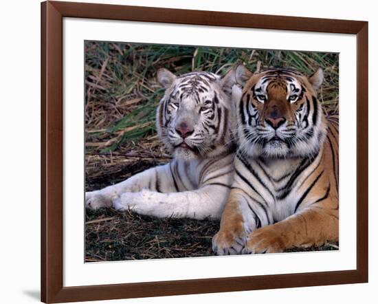 White Bengal Tigers-Lynn M^ Stone-Framed Photographic Print