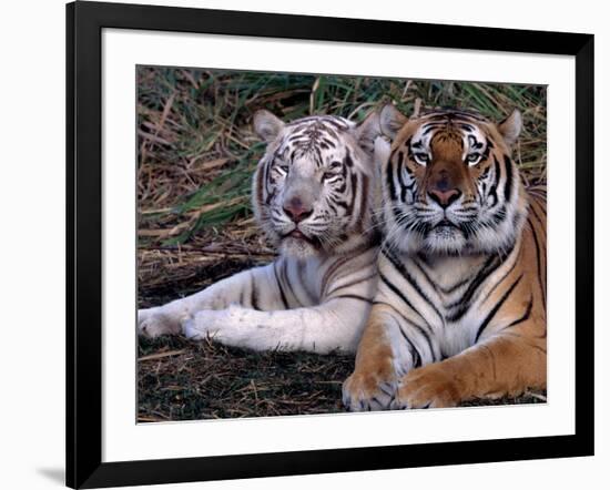 White Bengal Tigers-Lynn M^ Stone-Framed Photographic Print