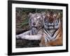 White Bengal Tigers-Lynn M^ Stone-Framed Photographic Print