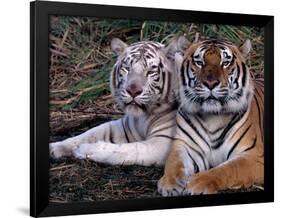 White Bengal Tigers-Lynn M^ Stone-Framed Photographic Print