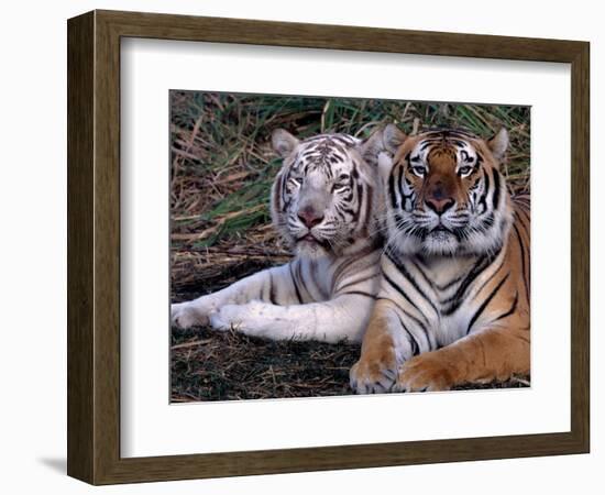 White Bengal Tigers-Lynn M^ Stone-Framed Photographic Print