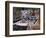 White Bengal Tigers-Lynn M^ Stone-Framed Photographic Print