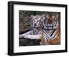 White Bengal Tigers-Lynn M^ Stone-Framed Photographic Print