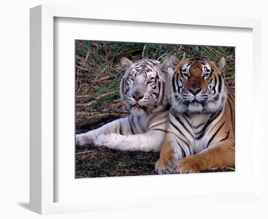 White Bengal Tigers-Lynn M^ Stone-Framed Photographic Print