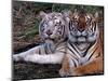 White Bengal Tigers-Lynn M^ Stone-Mounted Photographic Print