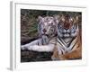 White Bengal Tigers-Lynn M^ Stone-Framed Photographic Print