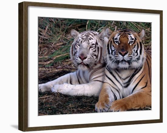 White Bengal Tigers-Lynn M^ Stone-Framed Photographic Print