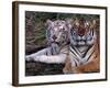 White Bengal Tigers-Lynn M^ Stone-Framed Photographic Print