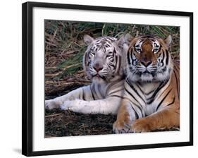 White Bengal Tigers-Lynn M^ Stone-Framed Photographic Print