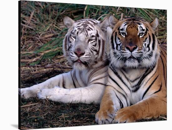 White Bengal Tigers-Lynn M^ Stone-Stretched Canvas